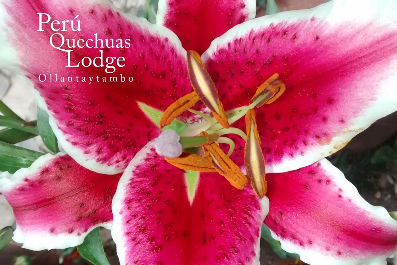 Peru Quechua'S Lodge Ollantaytambo Eksteriør bilde
